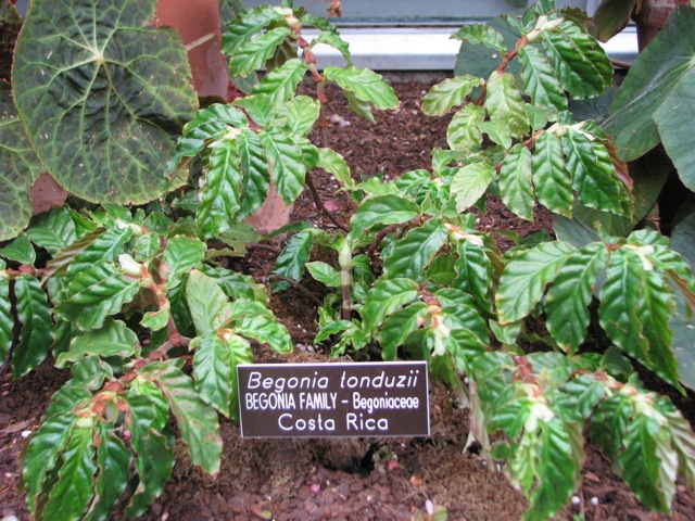 B. tonduzii